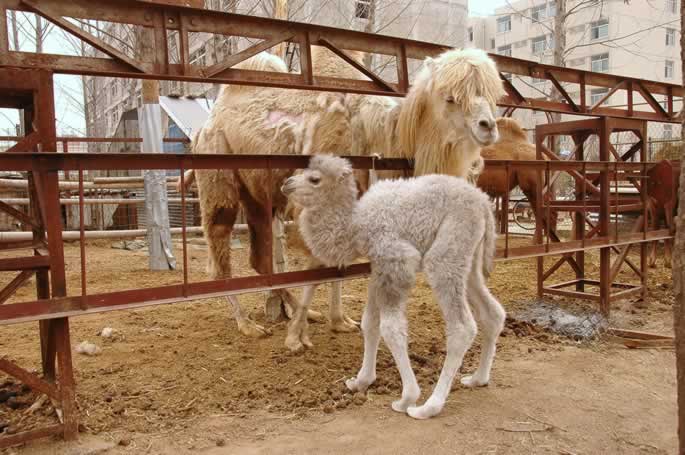 我集团动物写生园区骆驼家族喜添“新丁” 我集团动物写生园区骆驼家族喜添“新丁”