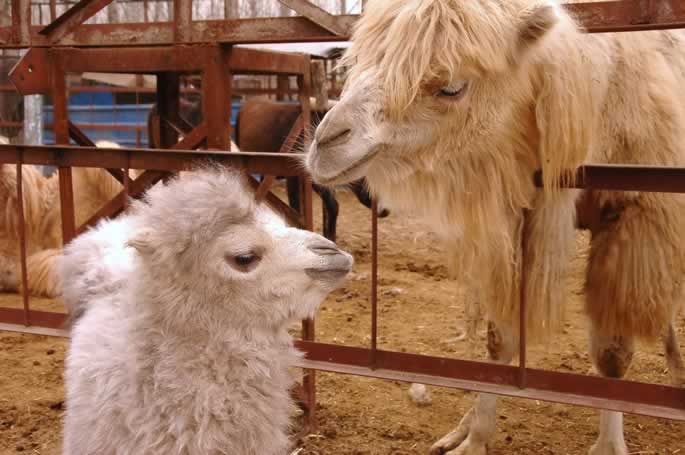 我集团动物写生园区骆驼家族喜添“新丁” 我集团动物写生园区骆驼家族喜添“新丁”