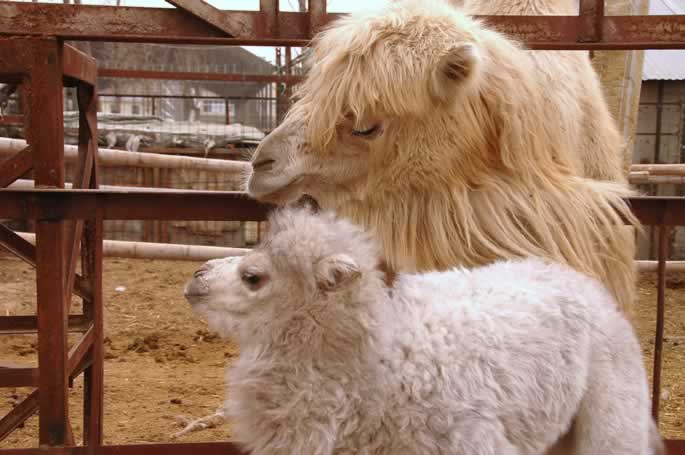 我集团动物写生园区骆驼家族喜添“新丁” 我集团动物写生园区骆驼家族喜添“新丁”