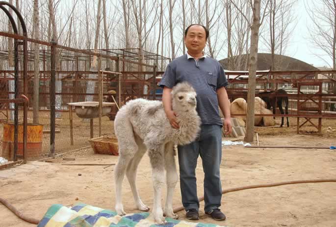 我集团动物写生园区骆驼家族喜添“新丁” 我集团动物写生园区骆驼家族喜添“新丁”