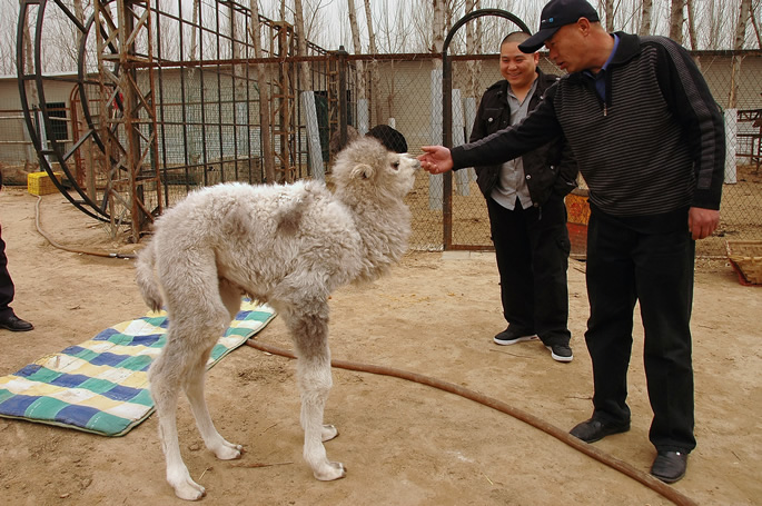 我集团动物写生园区骆驼家族喜添“新丁” 我集团动物写生园区骆驼家族喜添“新丁”